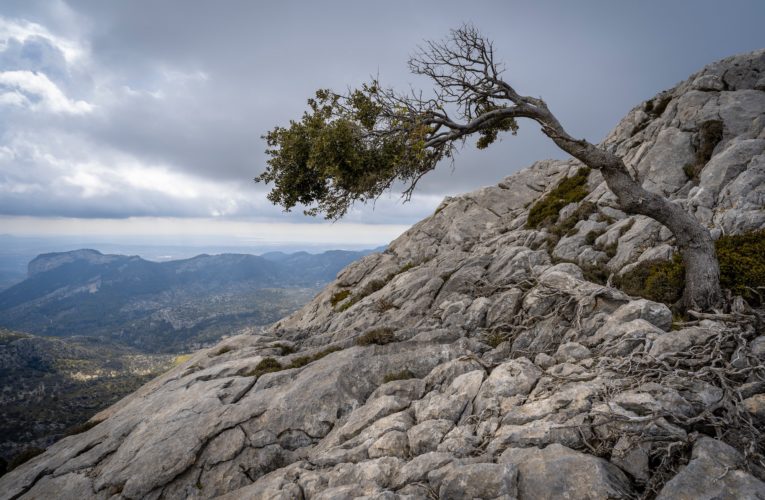 Corpus Christi: The Importance of Resilience in Overcoming Trauma